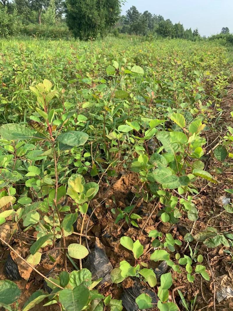 黄栌不同高度都有苗圃种植基地直发，品质好价格低