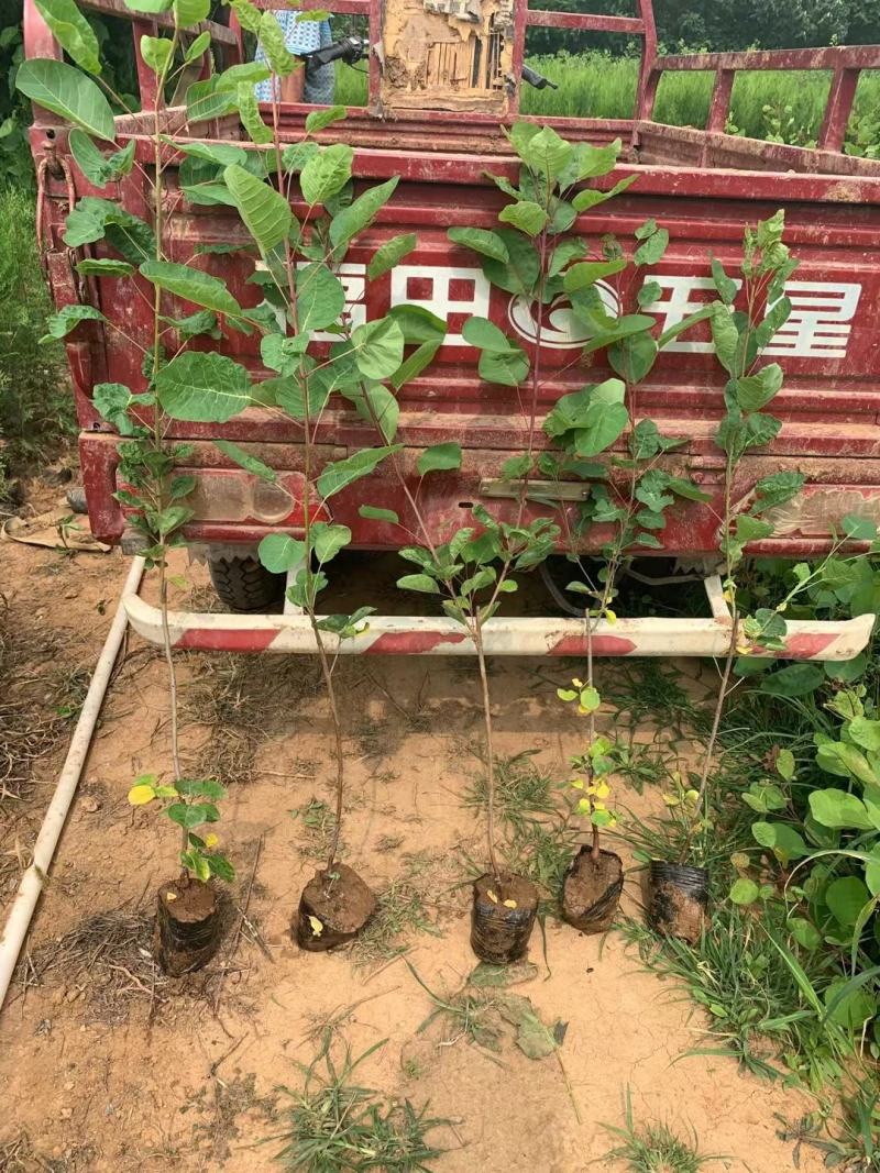 黄栌不同高度都有苗圃种植基地直发，品质好价格低