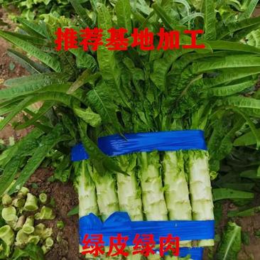 【产地推荐】莴苣红尖叶莴笋青皮青肉无起苔开花裂痕三青莴笋