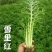 雪里红种子雪菜咸菜种子农家秋季播蔬菜种子大叶小叶雪里蕻种
