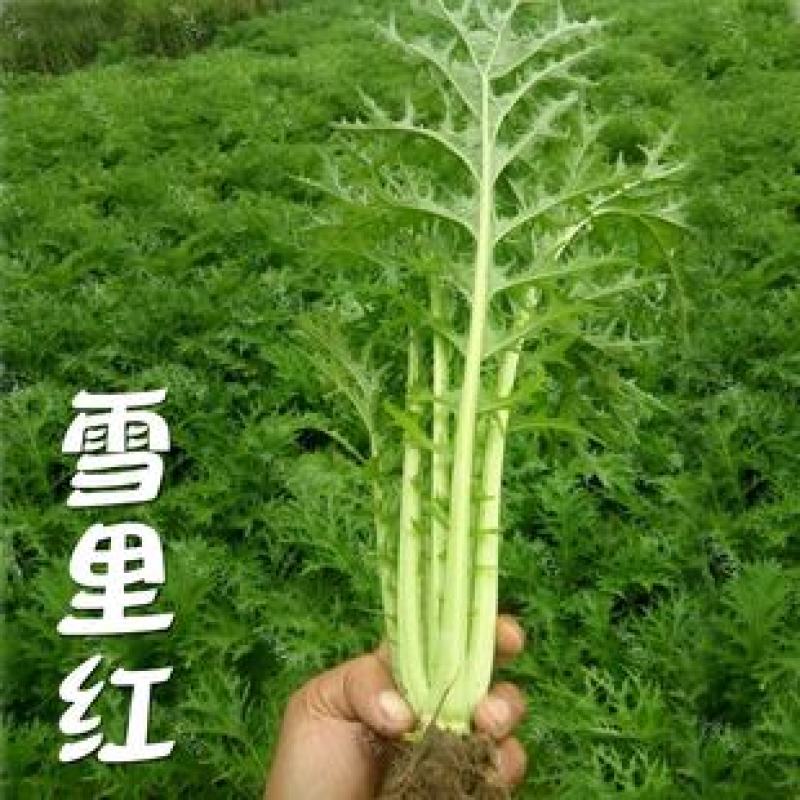 雪里红种子雪菜咸菜种子农家秋季播蔬菜种子大叶小叶雪里蕻种