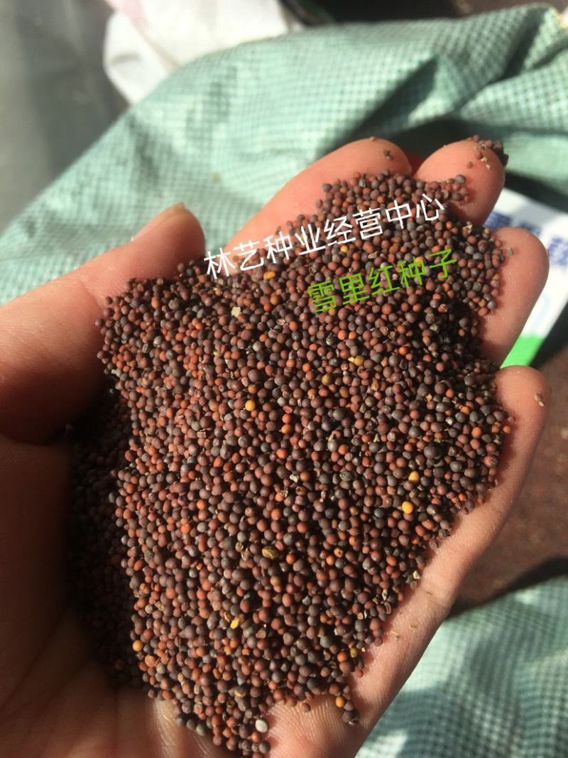 雪里红种子雪菜咸菜种子农家秋季播蔬菜种子大叶小叶雪里蕻种