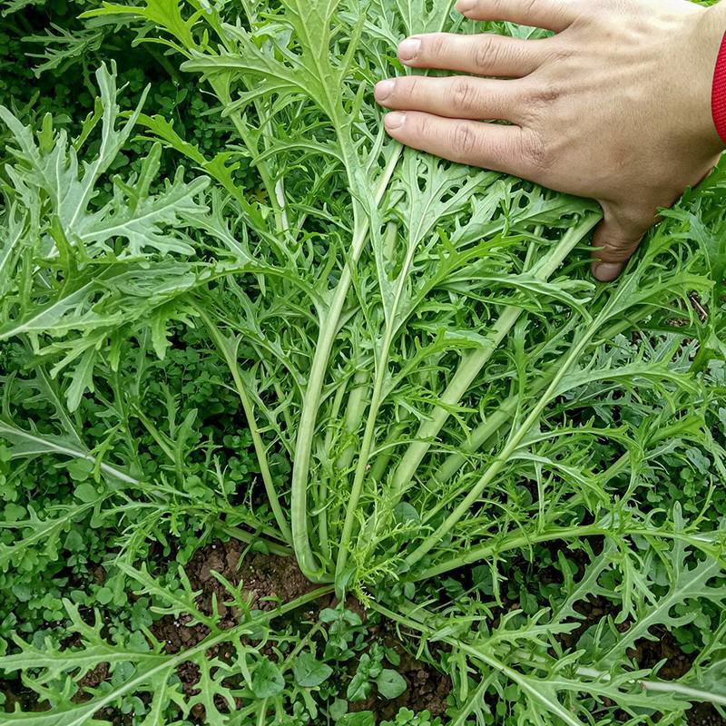 雪里红种子雪菜咸菜种子农家秋季播蔬菜种子大叶小叶雪里蕻种