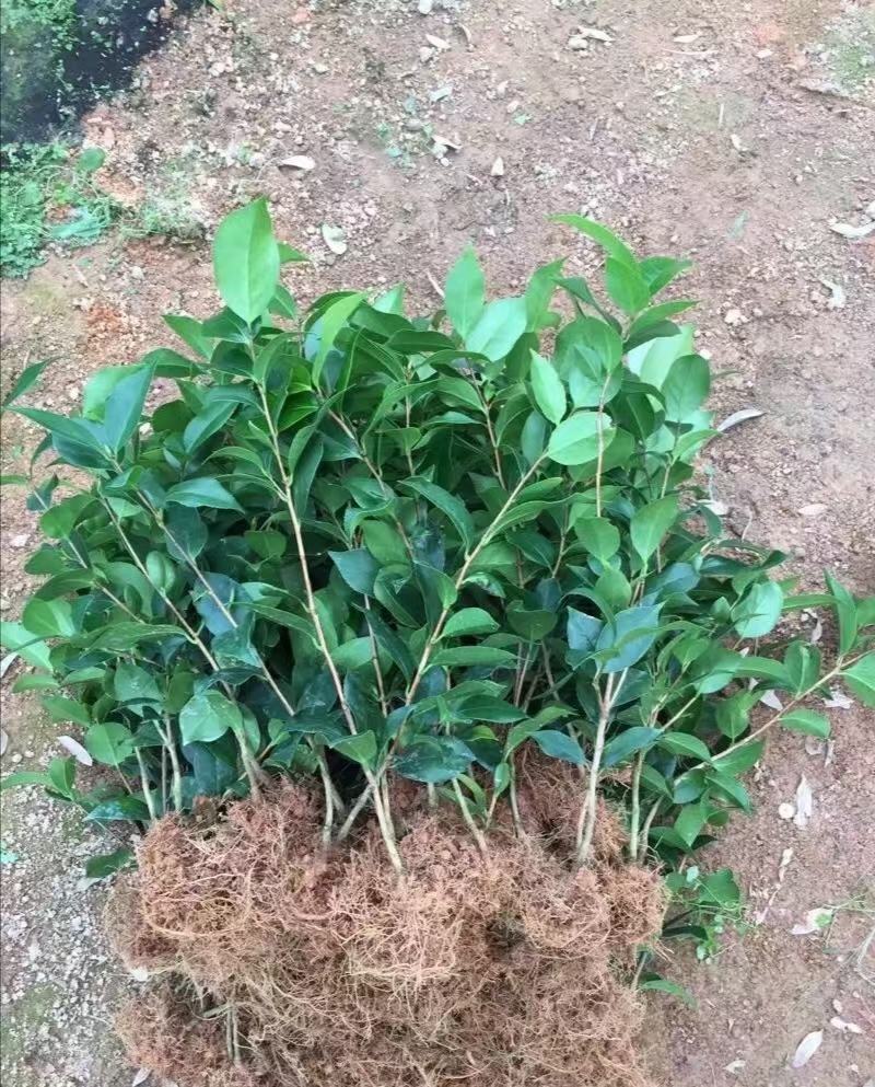 茶花苗红色赤丹香妃五色赤丹克瑞墨包邮