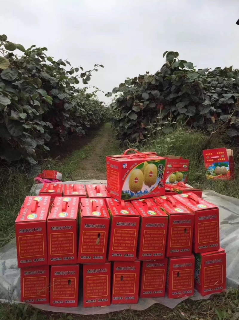 陕西周至徐香猕猴桃大量上市分拣包装电商代发全国