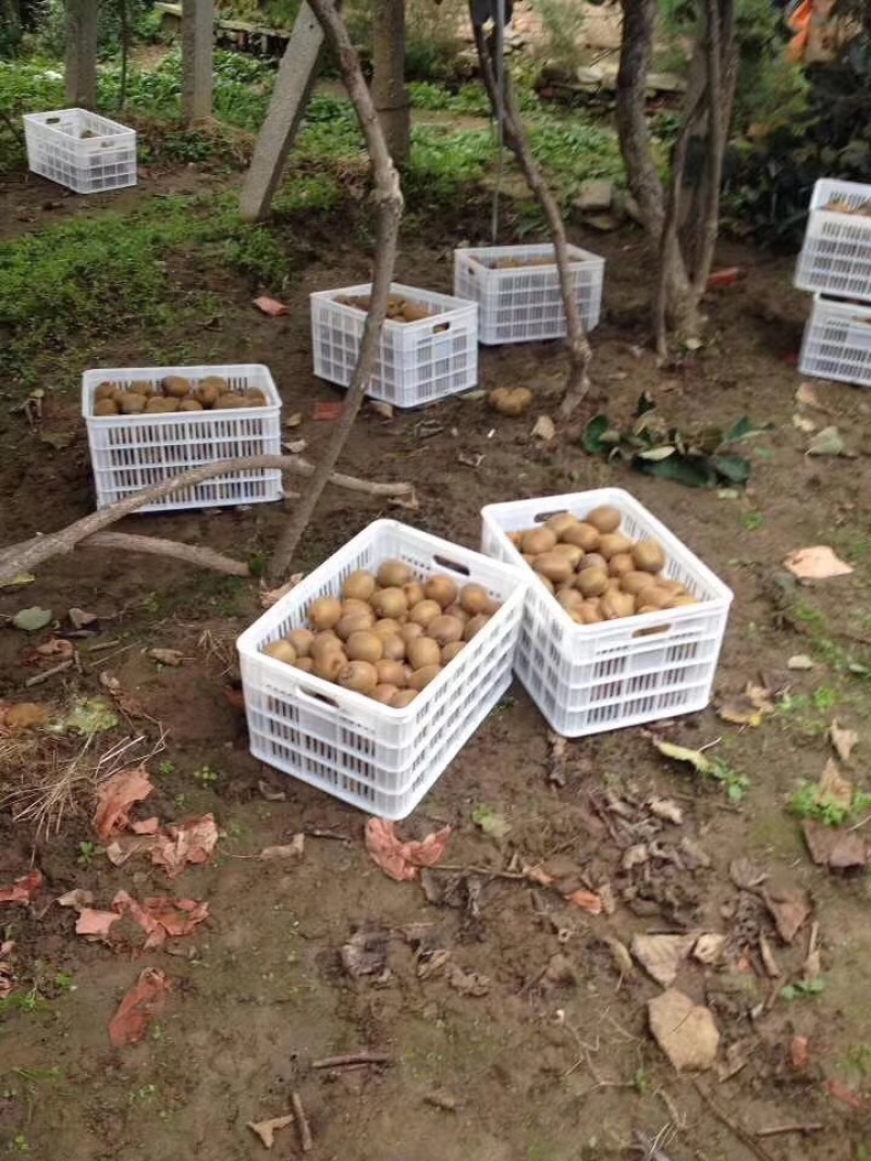 陕西周至徐香猕猴桃大量上市分拣包装电商代发全国