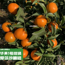 【新品种】华美一号柑橘苗/爱莎柑橘苗早熟爱砂沙糖桔苗