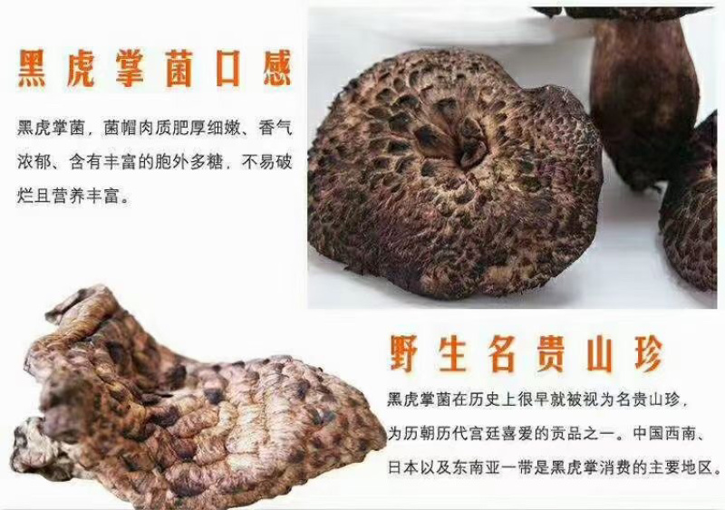 章子菌