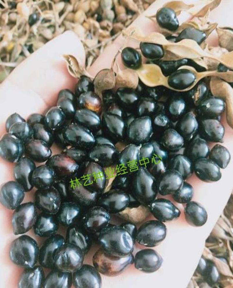 正宗山豆根种子包出芽山豆根中药材种