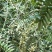 正宗山豆根种子包出芽山豆根中药材种