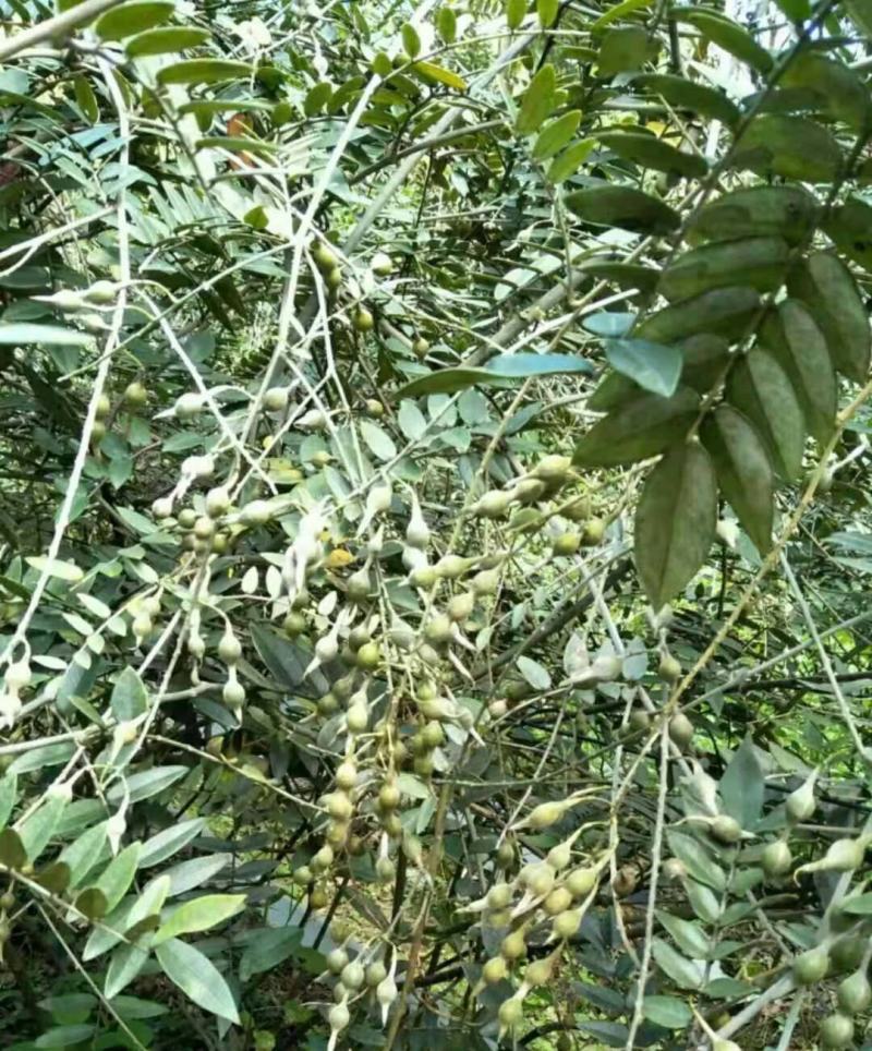 正宗山豆根种子包出芽山豆根中药材种