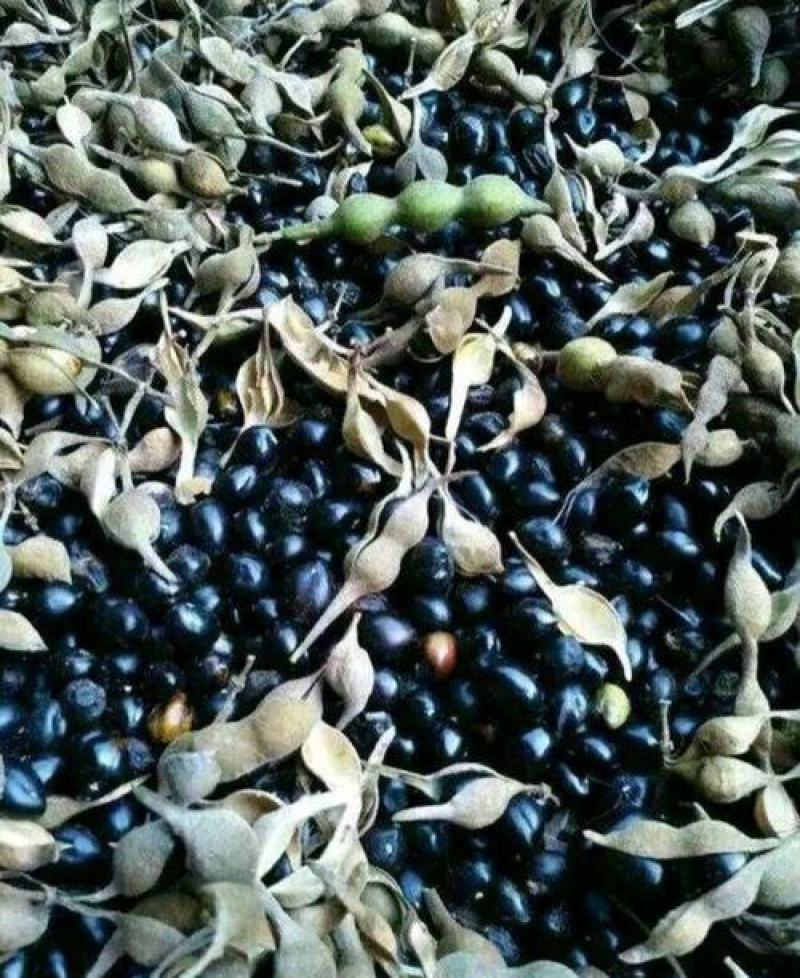 正宗山豆根种子包出芽山豆根中药材种