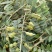 正宗山豆根种子包出芽山豆根中药材种