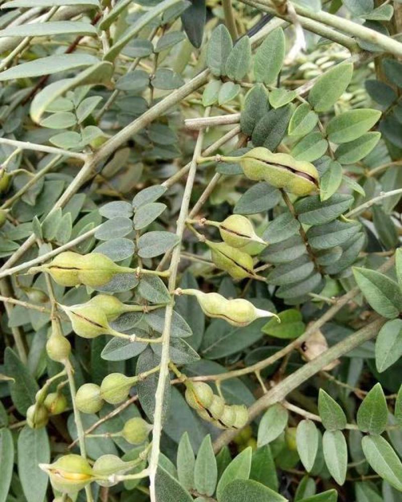 正宗山豆根种子包出芽山豆根中药材种
