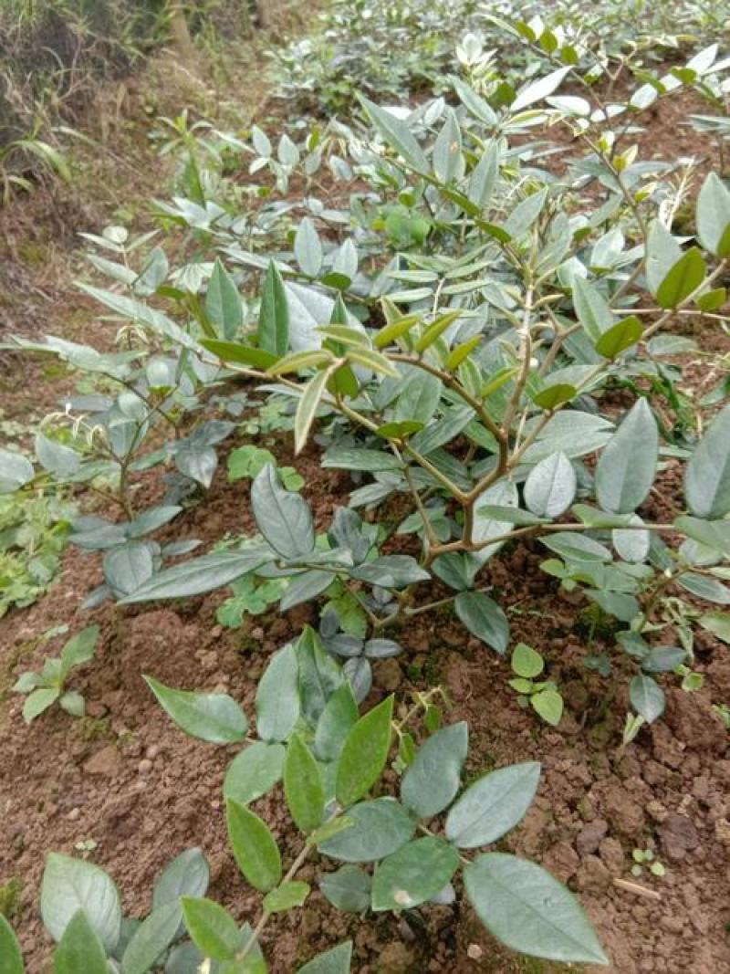 正宗山豆根种子包出芽山豆根中药材种