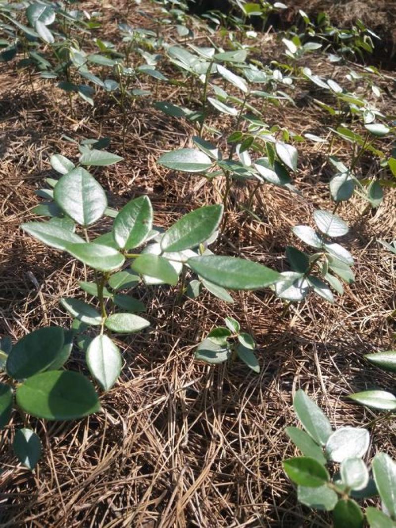 正宗山豆根种子包出芽山豆根中药材种