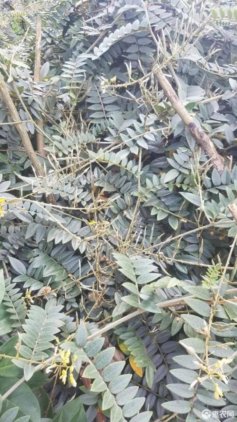 正宗山豆根种子包出芽山豆根中药材种