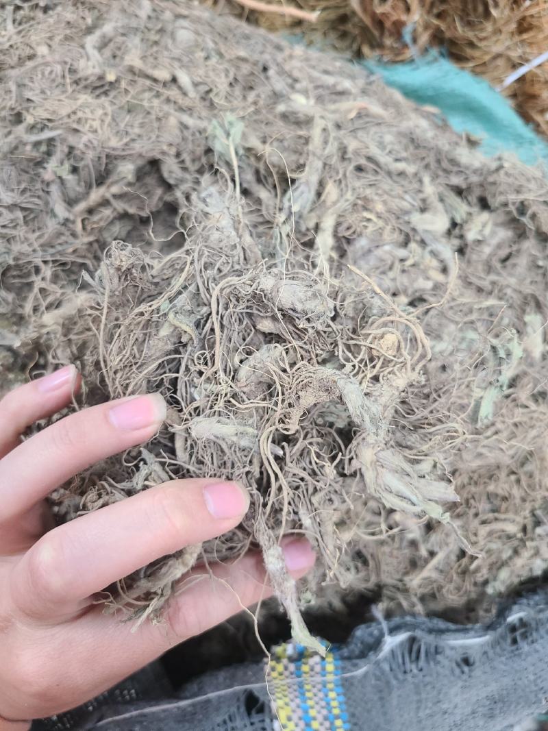 地胆头干货今年新货无硫
