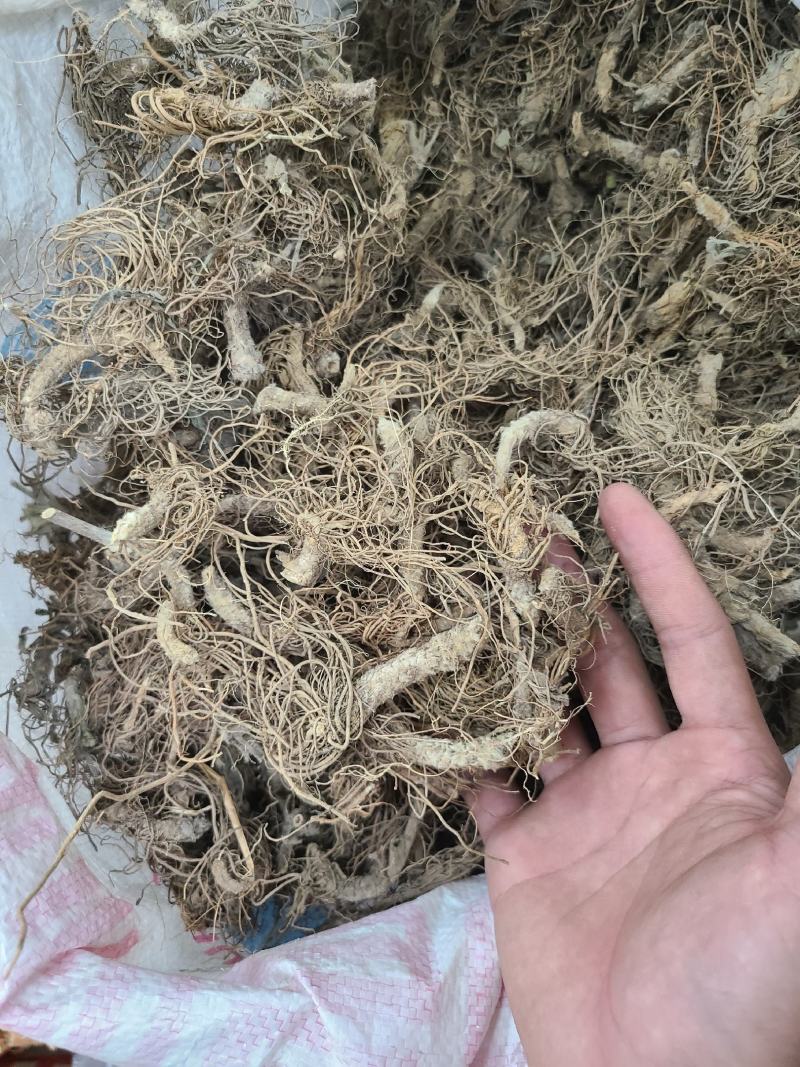 地胆头干货今年新货无硫