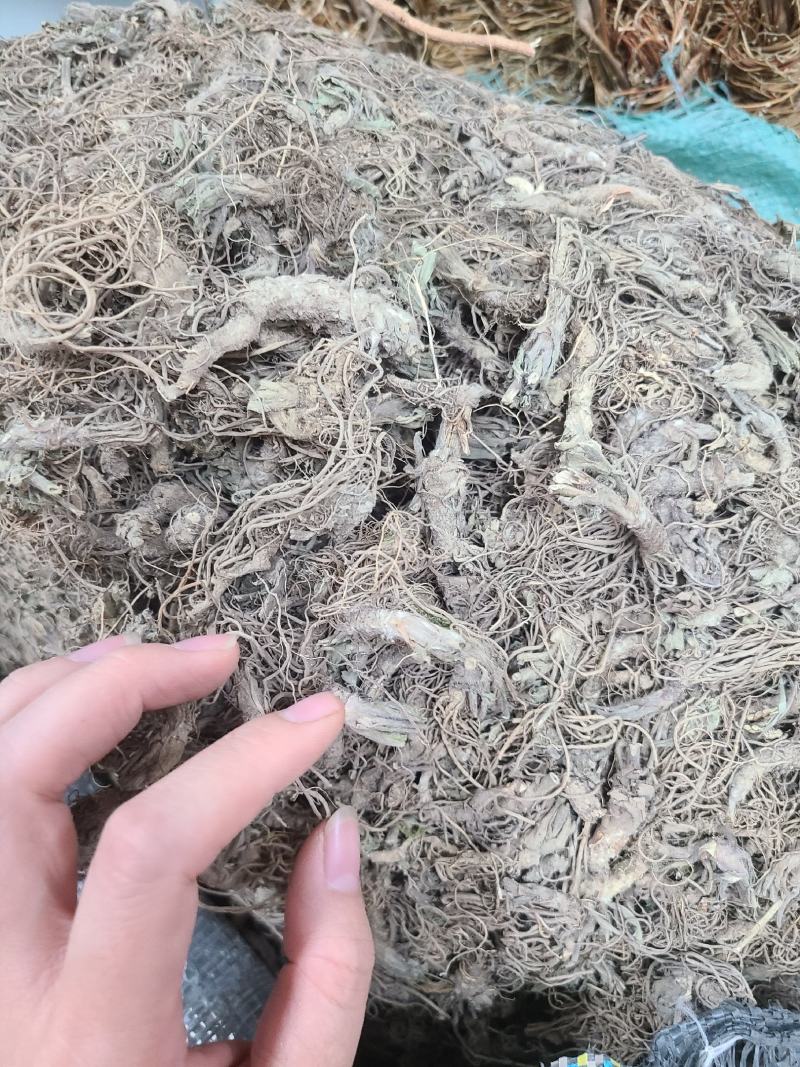 地胆头干货今年新货无硫