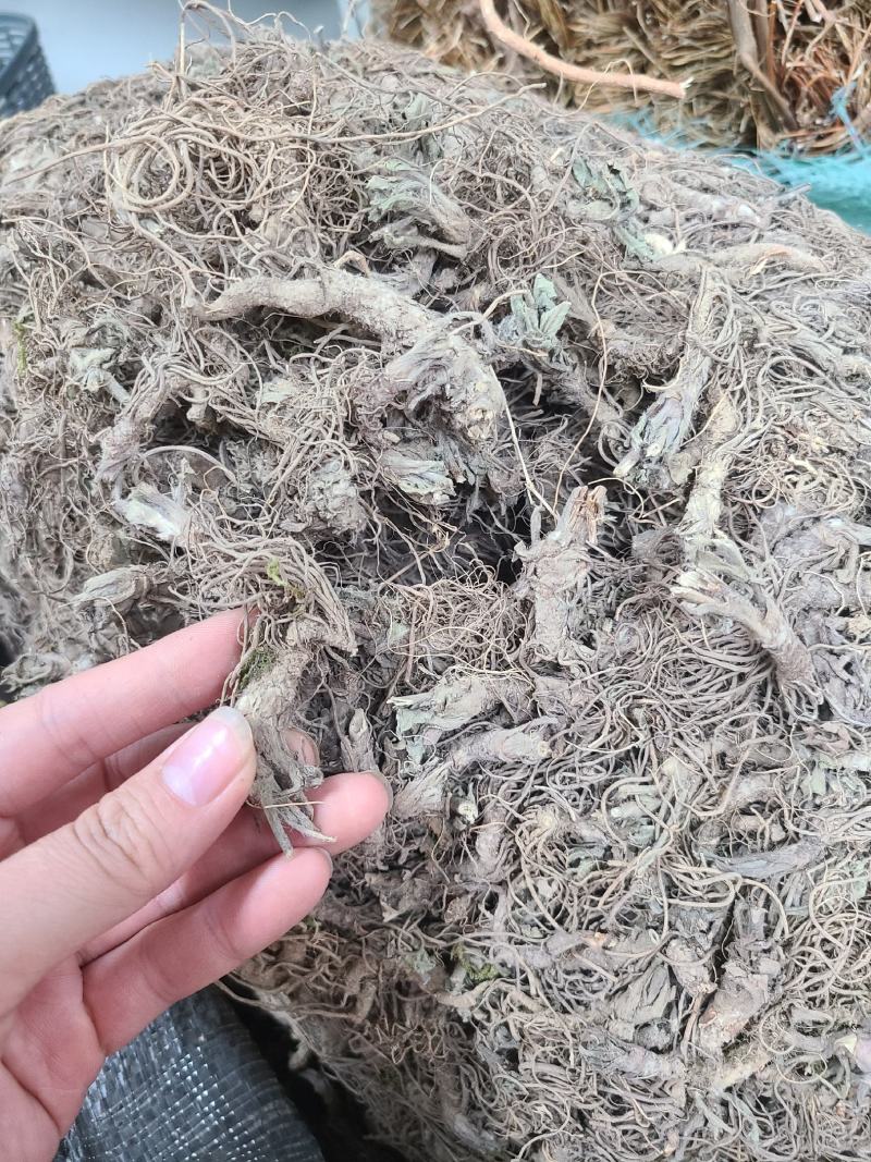 地胆头干货今年新货无硫