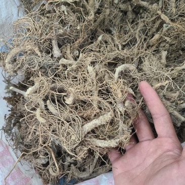 地胆头干货今年新货无硫