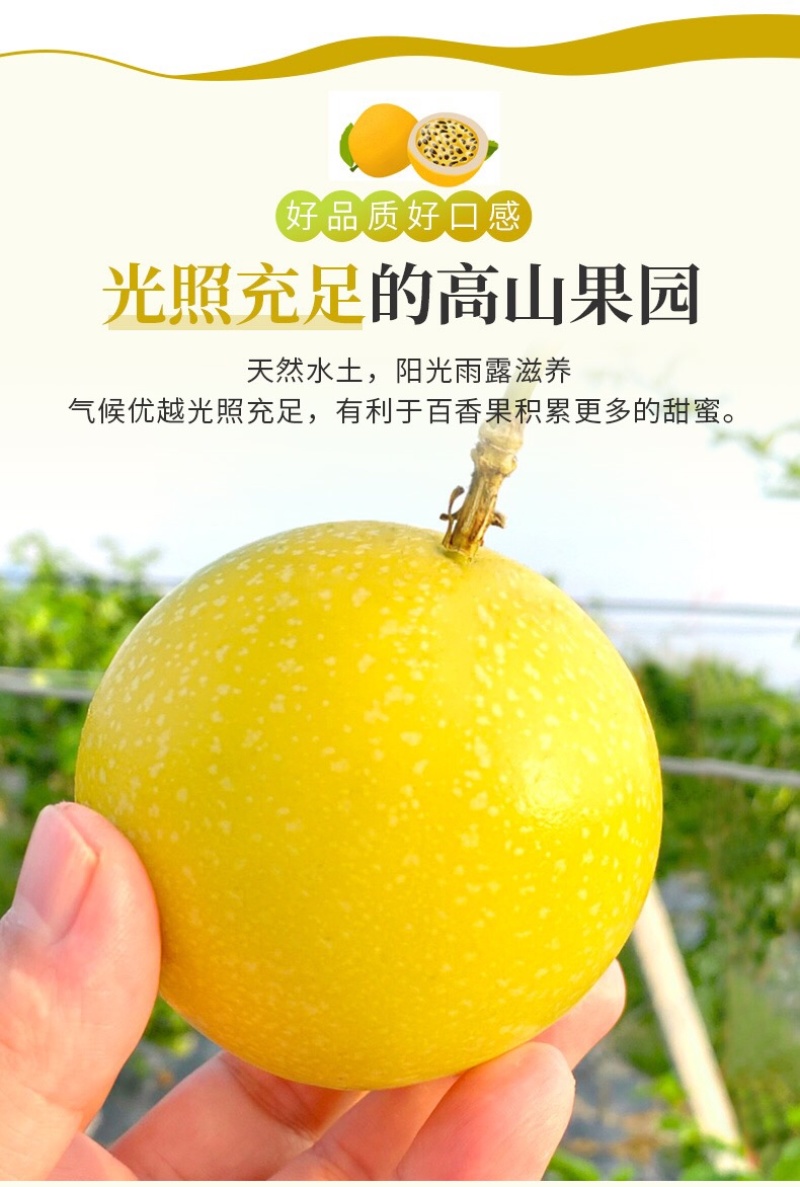 一件代发钦蜜九号黄金百香果招代理对接微商电商社区团购商超