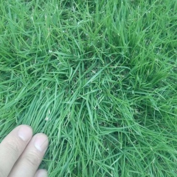 进口匍匐型剪股颖种子多年生草坪草种高尔夫球场庭院绿化