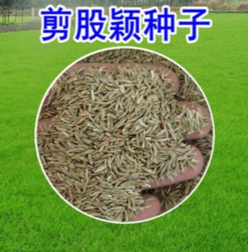 进口匍匐型剪股颖种子多年生草坪草种高尔夫球场庭院绿化