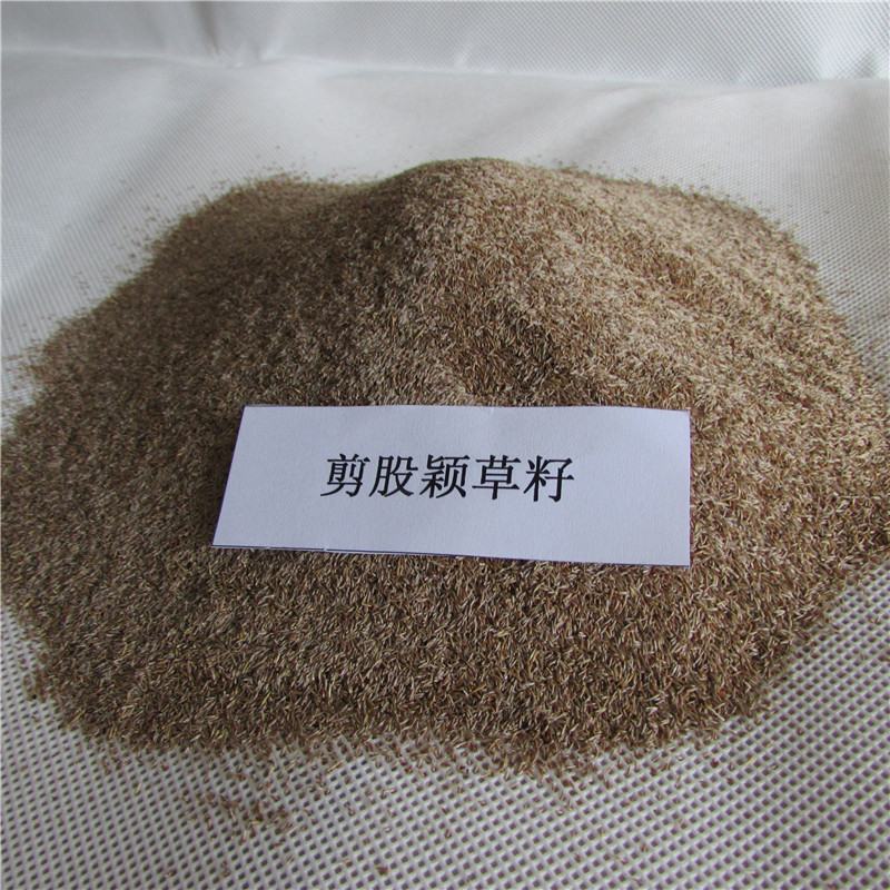 进口匍匐型剪股颖种子多年生草坪草种高尔夫球场庭院绿化