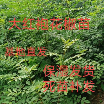 大红袍花椒苗，产地直销，量大优惠多，下单24小时内保湿