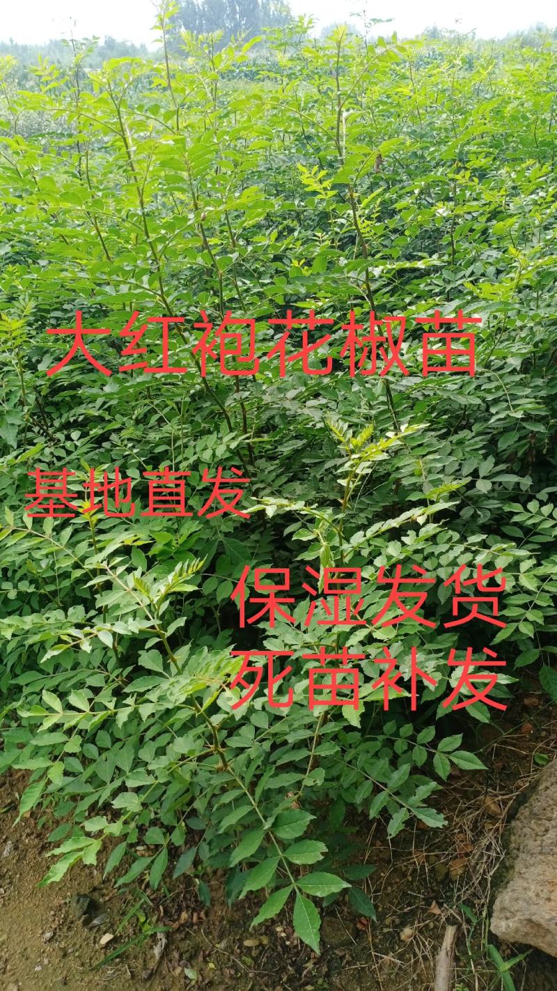 大红袍花椒苗，产地直销，量大优惠多，下单24小时内保湿