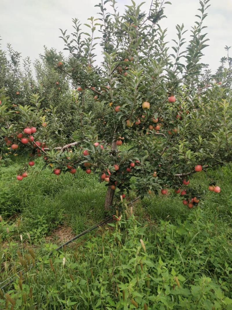 （基地直供）河北优质富士，黄元帅，货源充足，脆甜爽口