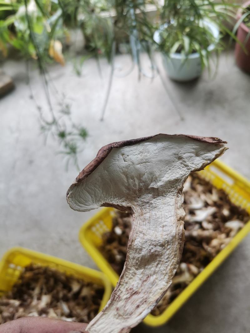 高原青岗菌颜色好