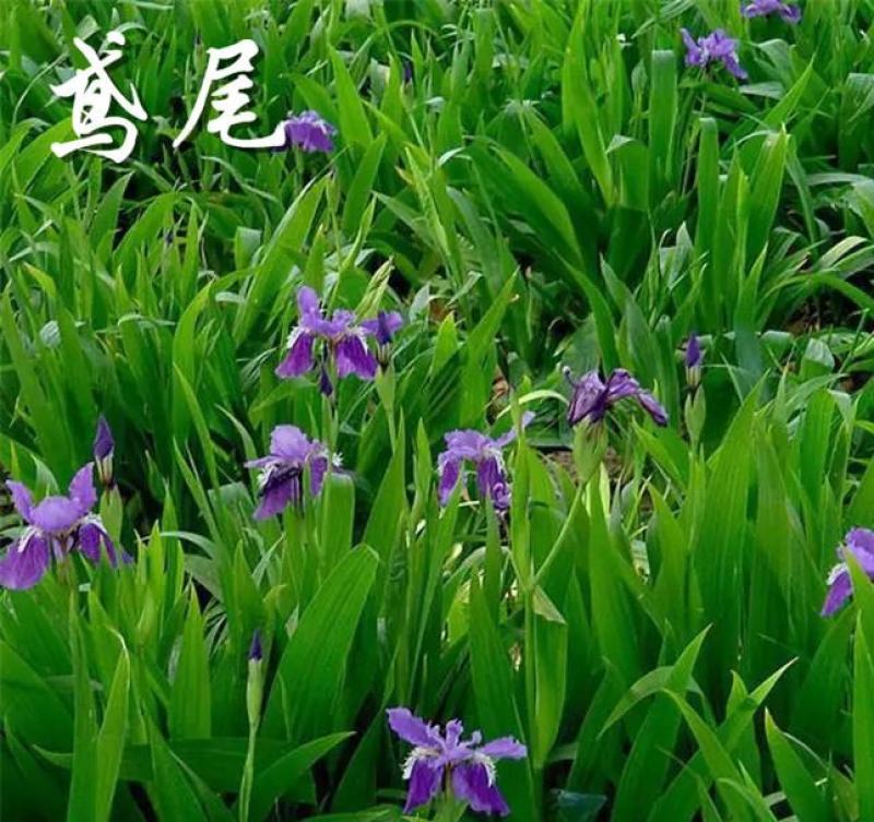 蓝花鸢尾种子多年生宿根花卉黄花鸢尾种籽四季播种