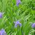 蓝花鸢尾种子多年生宿根花卉黄花鸢尾种籽四季播种