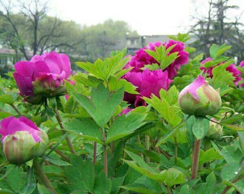 芍药花种子秋天室外多年生宿根花卉种子耐贫瘠耐旱易种秋冬播