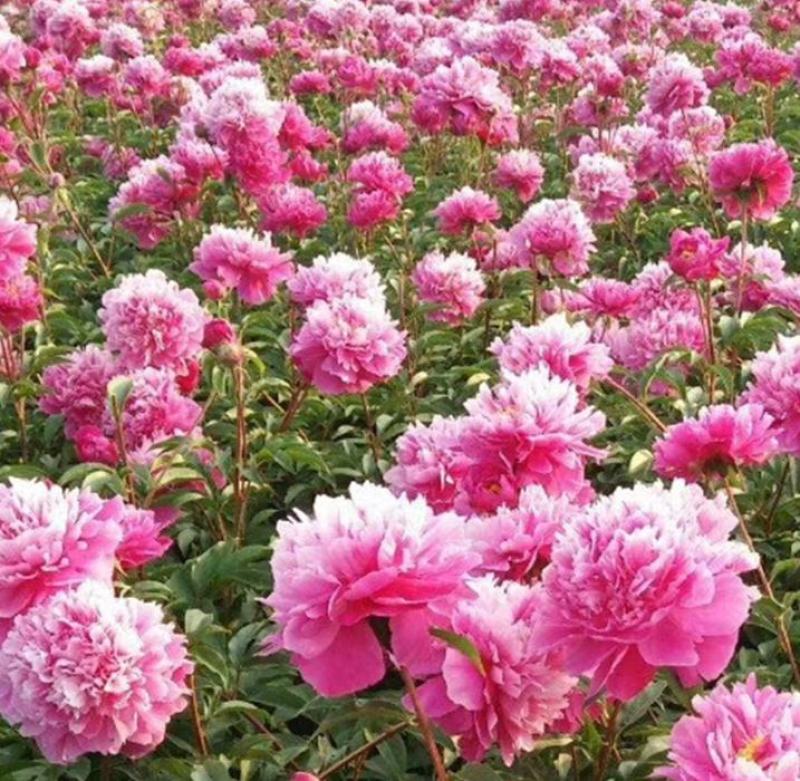 芍药花种子秋天室外多年生宿根花卉种子耐贫瘠耐旱易种秋冬播