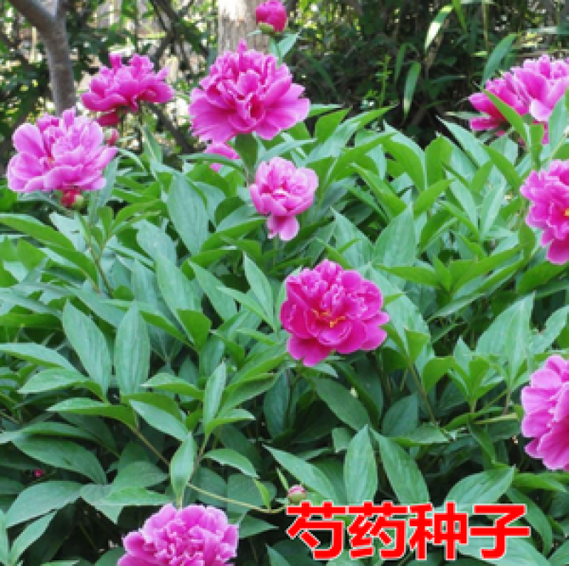 芍药花种子秋天室外多年生宿根花卉种子耐贫瘠耐旱易种秋冬播