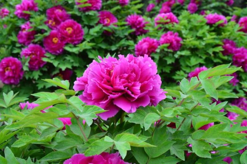 芍药花种子秋天室外多年生宿根花卉种子耐贫瘠耐旱易种秋冬播