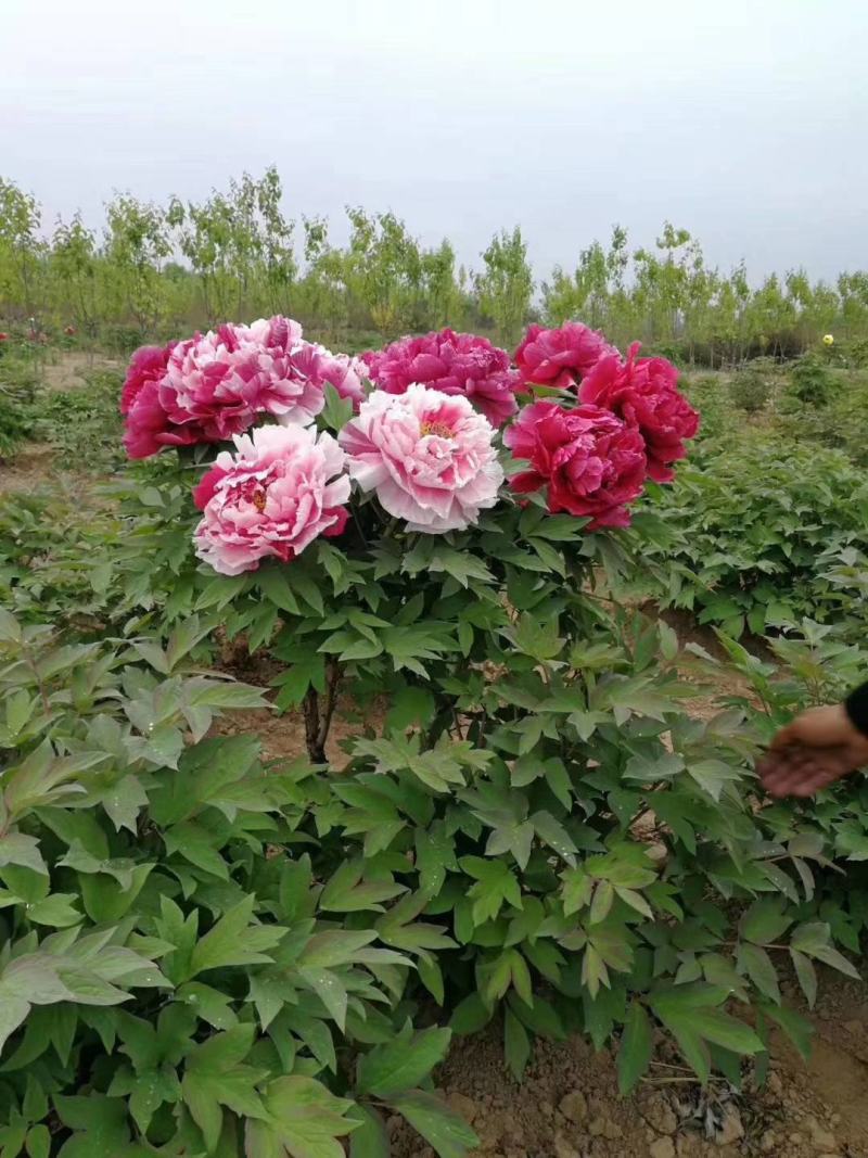 芍药花种子秋天室外多年生宿根花卉种子耐贫瘠耐旱易种秋冬播