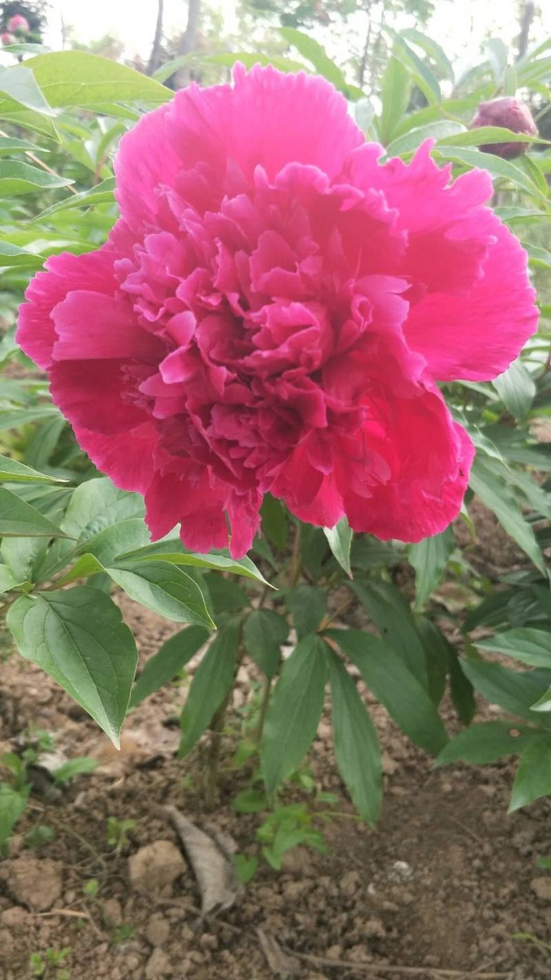 芍药花种子秋天室外多年生宿根花卉种子耐贫瘠耐旱易种秋冬播