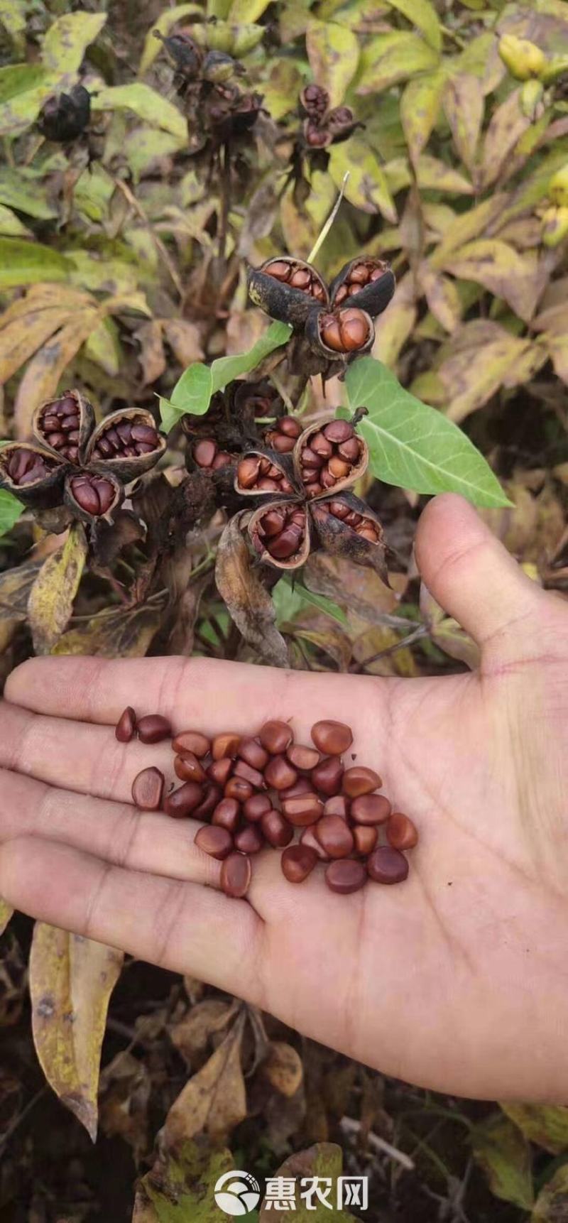 芍药花种子秋天室外多年生宿根花卉种子耐贫瘠耐旱易种秋冬播