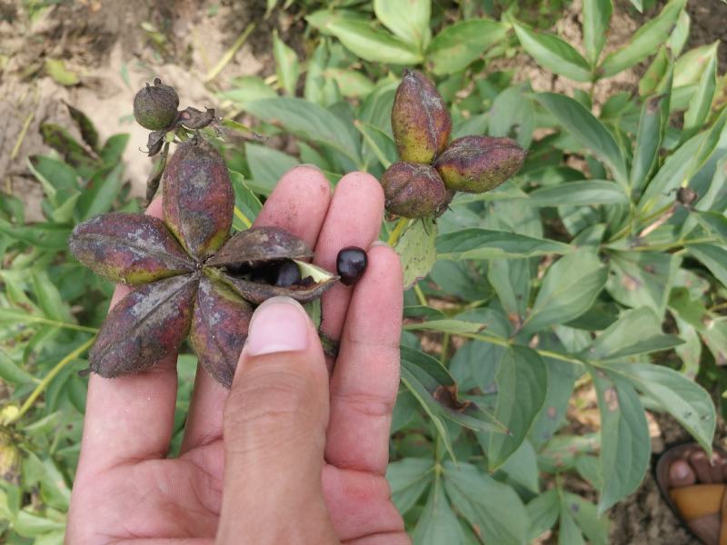 芍药花种子秋天室外多年生宿根花卉种子耐贫瘠耐旱易种秋冬播