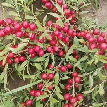 新采钙果种子钙果树种子水果补钙之星欧李种子四季易种