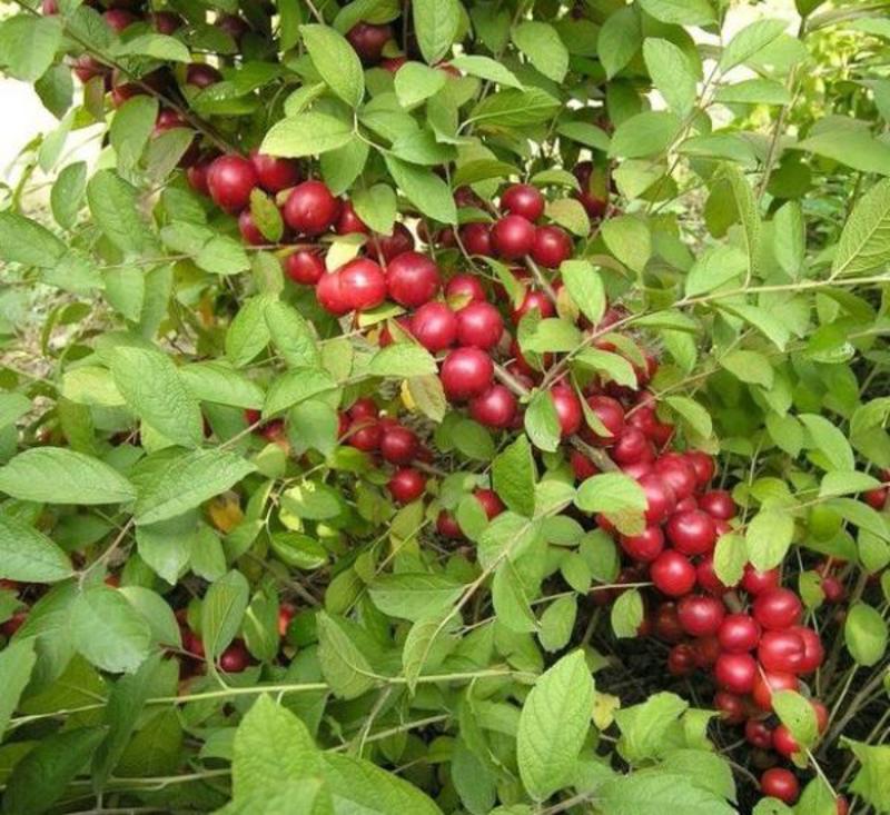 新采钙果种子钙果树种子水果补钙之星欧李种子四季易种