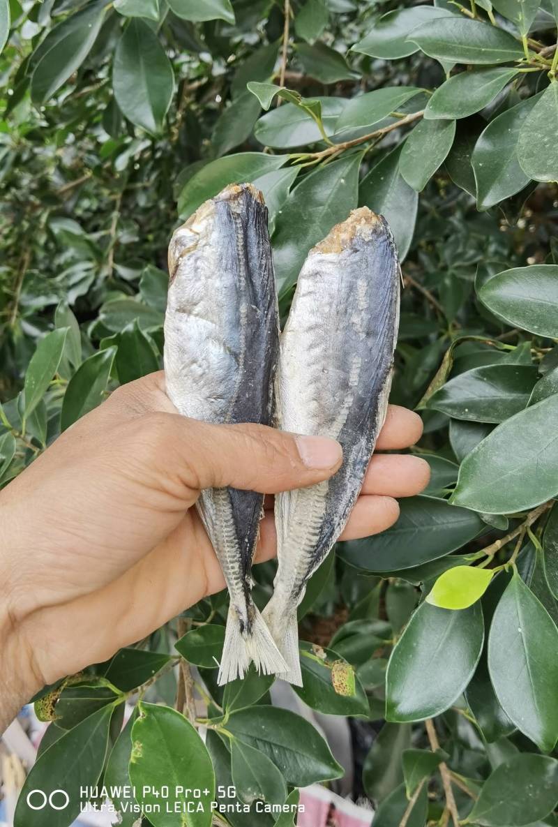 【推荐】巴浪鱼池子鱼棍子鱼咸鱼干