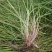 百喜草种子机场绿化护坡进口草坪种子多年生放牧型牧草