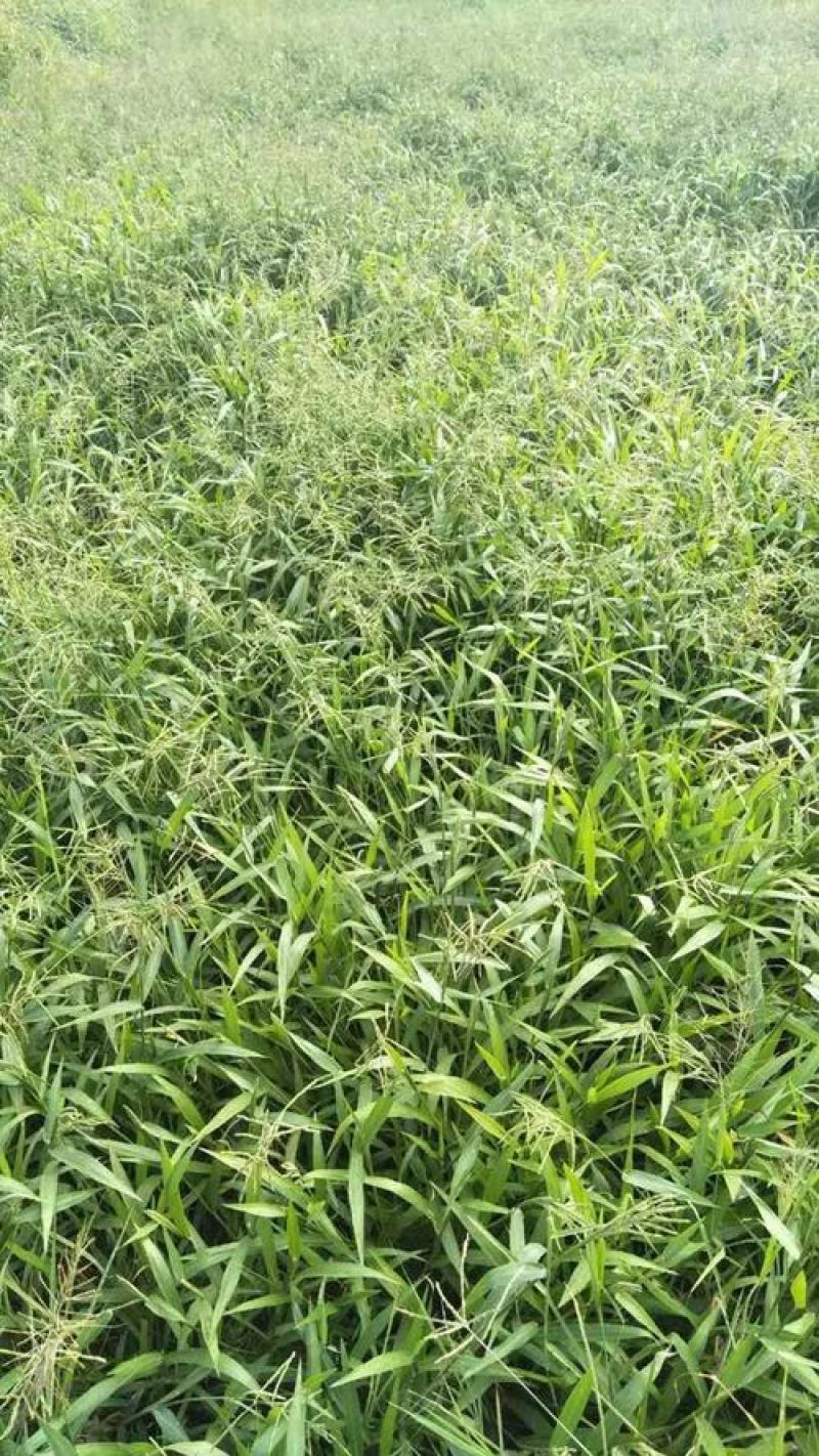 百喜草种子机场绿化护坡进口草坪种子多年生放牧型牧草