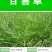百喜草种子机场绿化护坡进口草坪种子多年生放牧型牧草